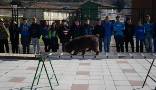 Exhibición de perros adiestrados en los colegios del municipio