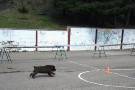 Exhibición de perros adiestrados en los colegios del municipio